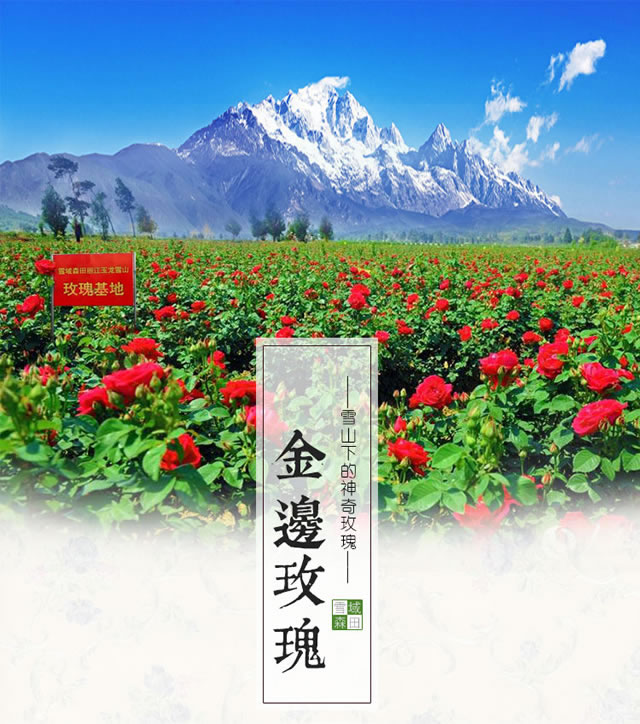 云南鲜花饼,清真鲜花饼,手工鲜花饼,伊可兰