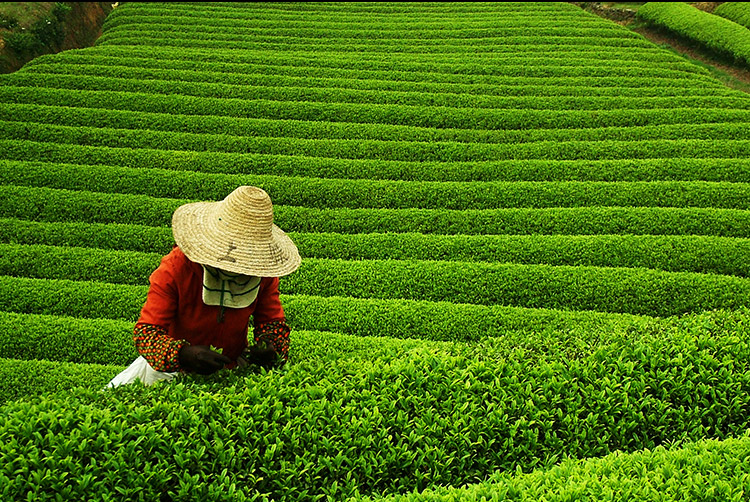 云南鲜花饼,清真鲜花饼,手工鲜花饼,伊可兰